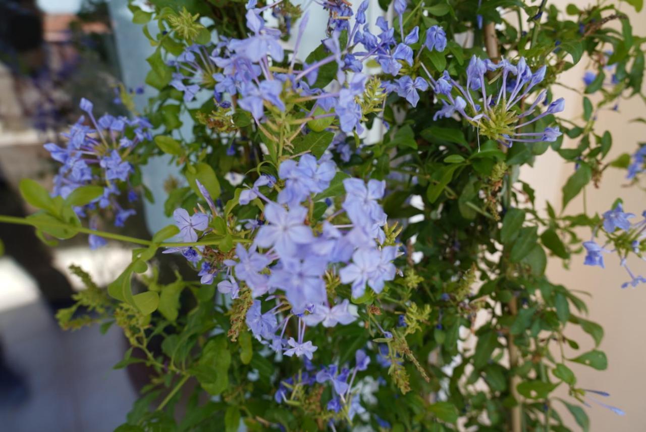 Blue Jasmine Appartement Aegium Buitenkant foto